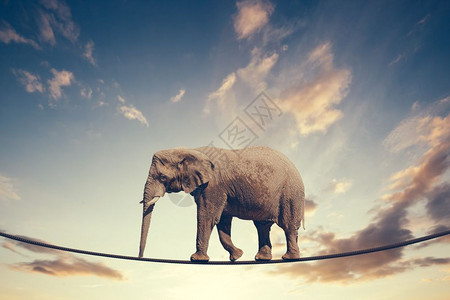 大象在天空背景上走一条线图片