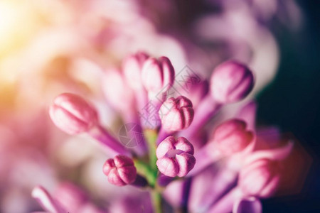 闪发光的花朵闪发光的大自然春天闪发光的花朵图片