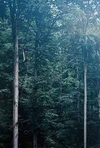 长雾阴暗的森林中高绿色树自然和环境原始形象高绿色树阴雾暗的森林中高绿色树图片