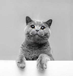英国短发猫动物肖像灰色猫倾斜背景图片