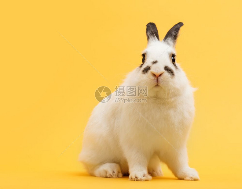 白兔在黄色背景上家畜宠物春天符号复活节制空间图片