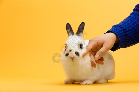 妇女手抚白兔子家畜毛宠物春天符号复制空间妇女手抚白兔子图片