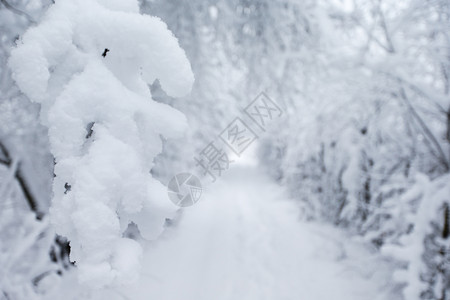 雪林中的道路高清图片