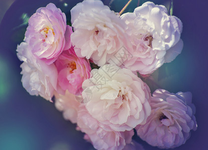 白玫瑰树丛软效应图片