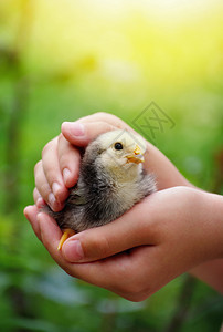 这孩子手里握着一只小鸡图片