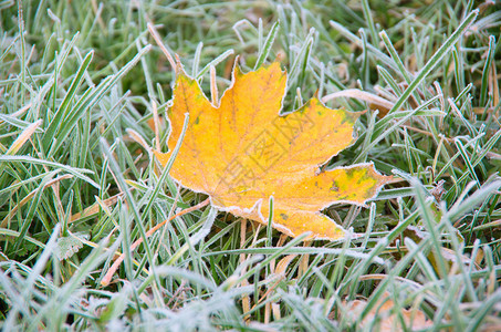 冰霜落叶躺在冰冻的草地上图片