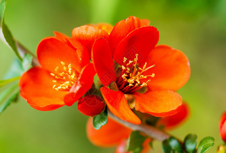 鲜花青梅或日本的红花黄图片