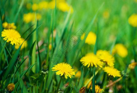 草原上盛开的黄花近景图片