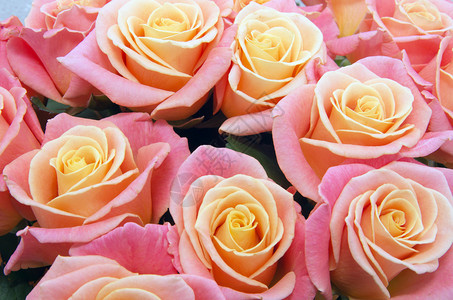 粉红色天然玫瑰背景图片