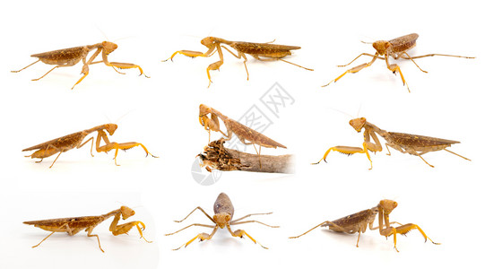 一群被白色背景隔离的棕蚂蚁昆虫动物高清图片
