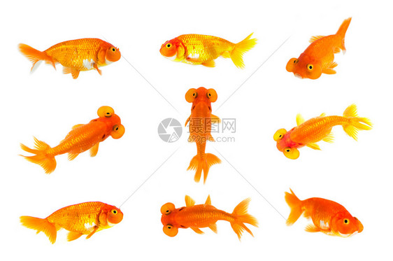 金鱼和泡眼群孤立在白色背景图片