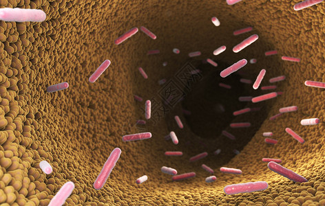 3D说明消化系统肠中的细菌图片