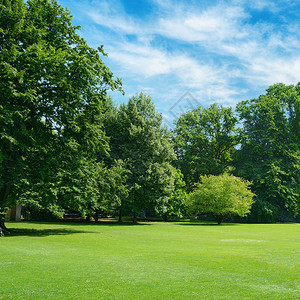 绿色角覆盖公园的草丛复制空间图片