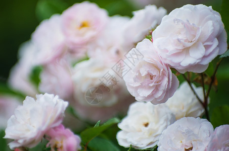 白玫瑰树丛软效应图片