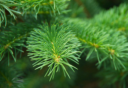 绿的fir树或松枝图片