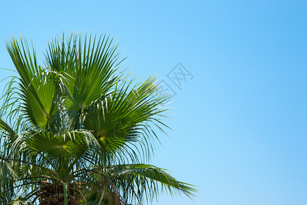 椰枣树枝对准蓝天图片