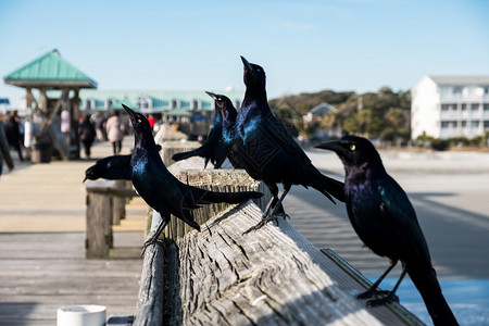 BrewersBrewers黑鸟坐在木码头上的近照图片