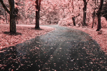 秋天风景自然的构成公园路图片