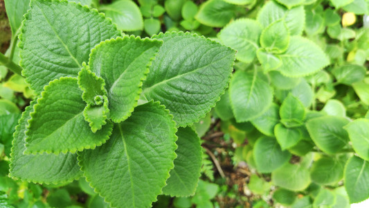 植物乳杆菌自然园绿印度鲜树背景