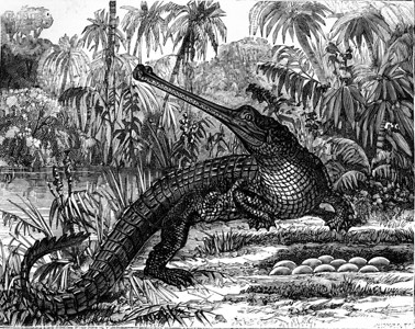 车流不息生不息的一代来自多变有四分种鳄鱼和蛋古代刻画的插图人类面前的地球186年背景