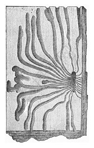 ScolytusGeaffroyi刻有古代文字的插图图片