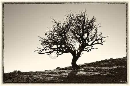 孤单的山上树自然构成图片