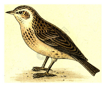 Skylark古代刻画插图摘自欧洲德乌奇鸟类集图片