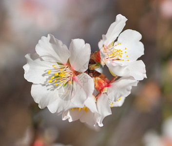 树上的春花设计要素图片