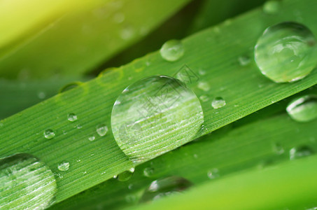 雨滴的宏自然构成图片