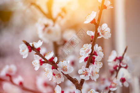 近距离的图片开花杏树粉红色花在春天图片