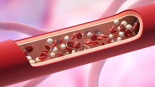 红血和白细胞在静脉中Leukocyte高水平3D插图leukocyte图片