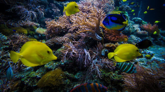含有多彩鱼类的珊瑚礁景观图片