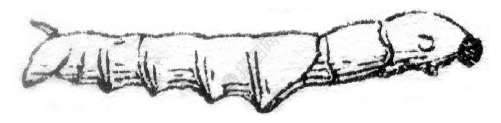 二岁末的虫子1845年的马加辛皮托罗克背景