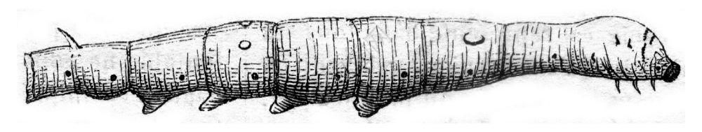 5岁末的虫子1845年的MagasinPittoresque背景