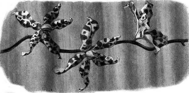 兰花朵新兰特拉洛维1876年马加辛皮托罗尔克图片