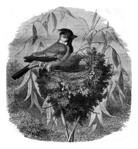 Tiarisornate和她的巢古老雕刻图示1876年的MagasinPittoresque图片