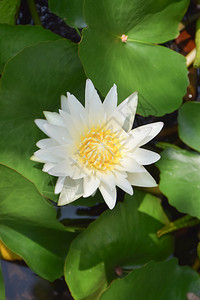 美丽的白莲花在池塘中盛开背景图片