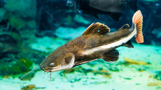 水族馆里的鱼图片