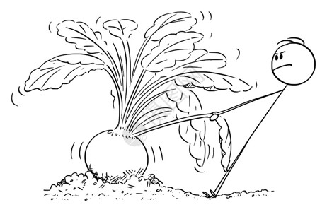 矢量卡通棒图绘制农民或园丁试图拔出巨型或大甜菜的概念插图图片