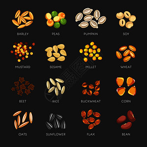 小豆甜南瓜食辣芥子金小米和芝麻新鲜小麦健康的和燕生玉米大炒葵花有机豆传粉插图图片