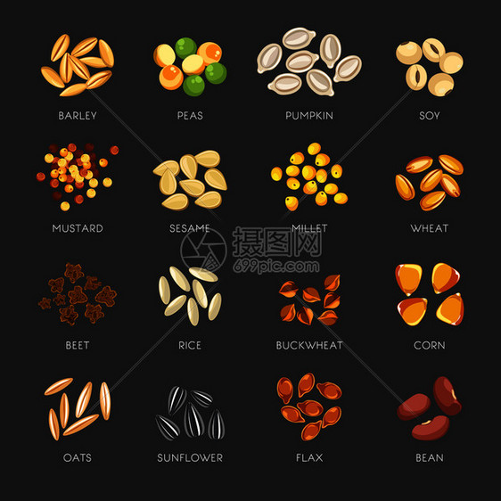 小豆甜南瓜食辣芥子金小米和芝麻新鲜小麦健康的和燕生玉米大炒葵花有机豆传粉插图图片