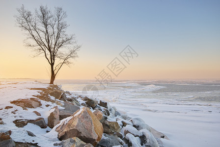 树木和冬季风景自然的构成图片