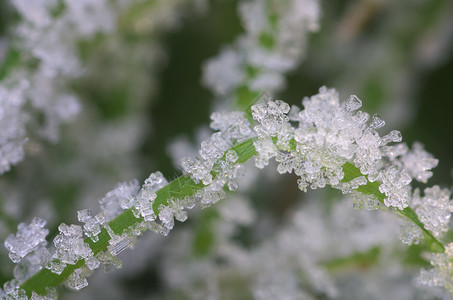 草地上的木和雪花巨型自然组成图片