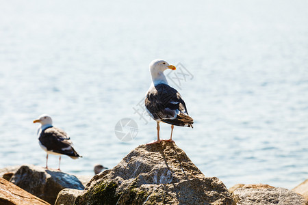 两只海鸥射击自然高清图片