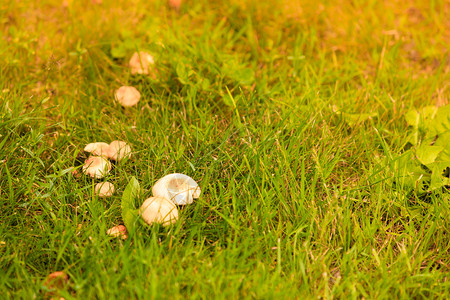 在草原上生长的野蘑菇特写图片