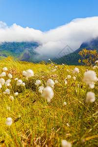 Gimsoya岛地貌诺德兰县洛福滕群岛挪威旅游景点鲜花和山地挪威金索亚岛洛福滕挪威图片