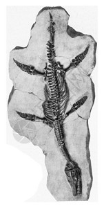 Plesiosaur古代雕刻的插图190年从宇宙和人类那里得到的图片