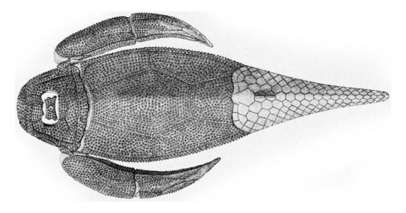 德文人鱼食谱的重组古老雕刻图解190年从宇宙和人类图片