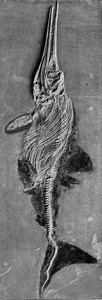 Ichyyosaurus古代雕刻的图解190年从宇宙和人类那里得到的图片