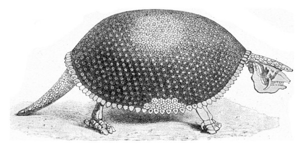 Gliptodon一个化石的臂章古老雕刻插图190年从宇宙和人类那里图片